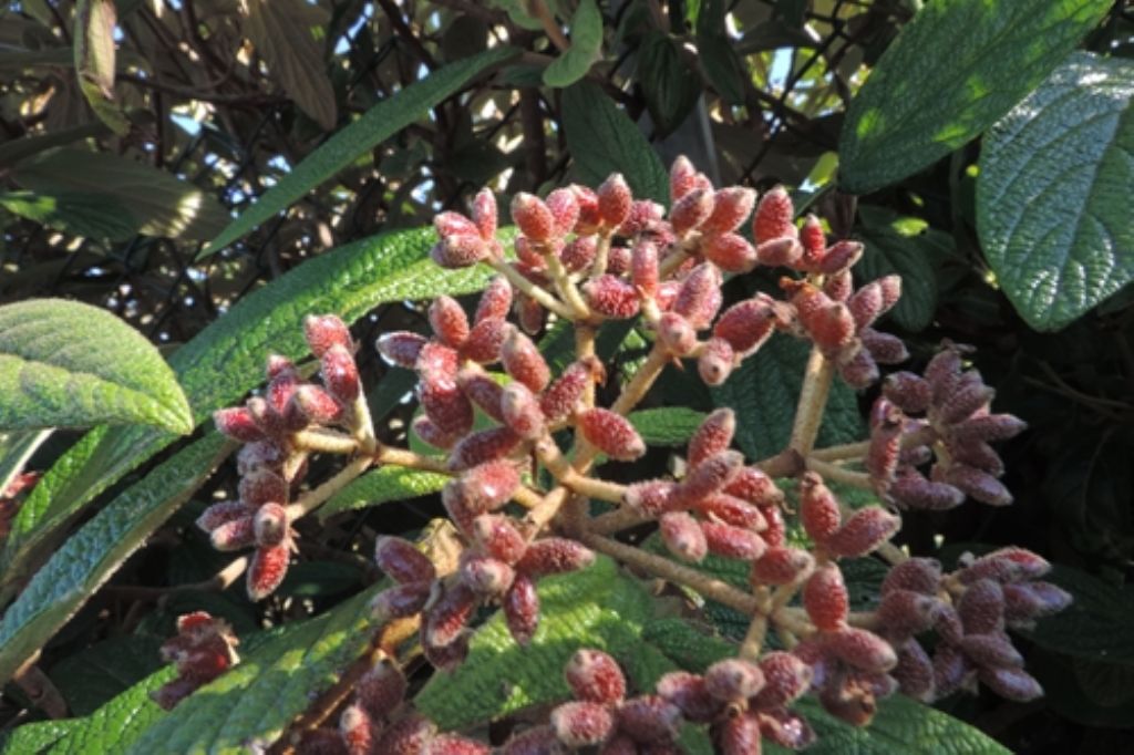 Viburnum rhytidophyllum (Adoxaceae)